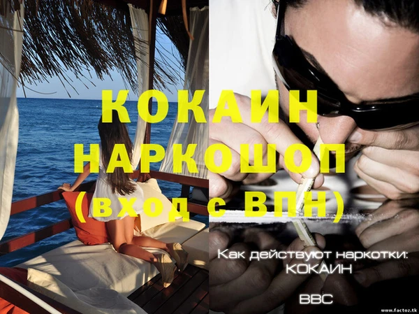 сатива Новокубанск